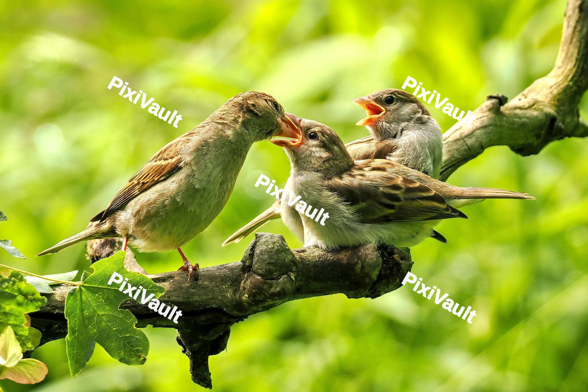 Mother and babys Sparrow
